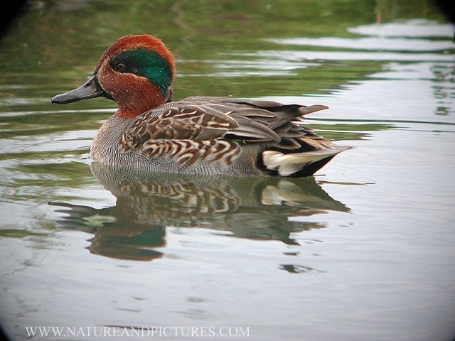 teal, teals, teal ducks-2.jpg - MALE TEAL - NORFOLK - OCTOBER 2005
